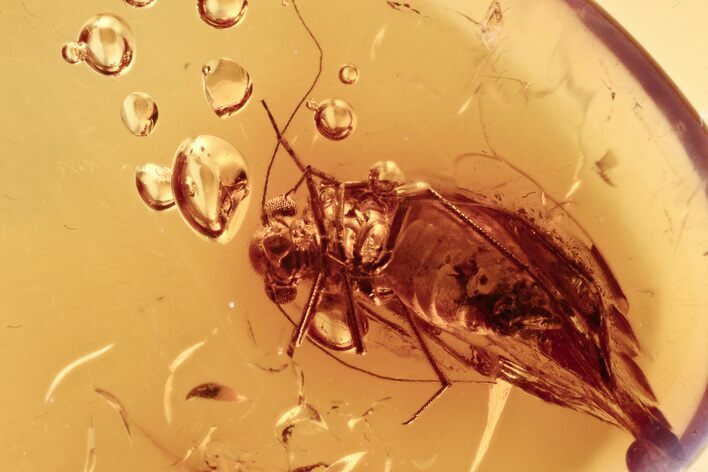 Detailed Fossil Barklouse (Psocoptera) In Baltic Amber #273375